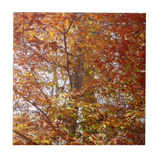 オレンジの枝の葉秋の自然 タイル (正面)
