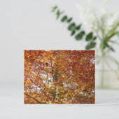 オレンジの枝の葉秋の自然 ポストカード (スタンド正面)