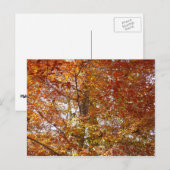 オレンジの枝の葉秋の自然 ポストカード (正面/裏面)