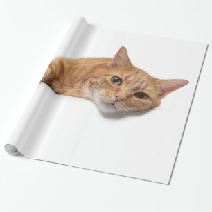 オレンジの猫が伏せて ラッピングペーパー
