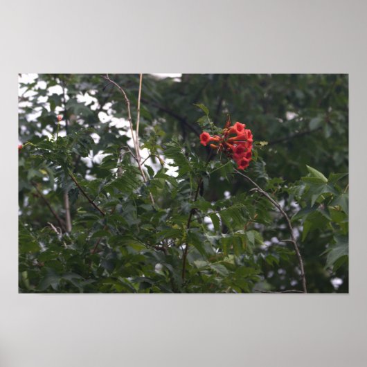 オレンジの花の写真ポスター ポスター (正面)
