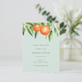 オレンジの花柑橘系植物保存日 案内ポストカード (スタンド正面)