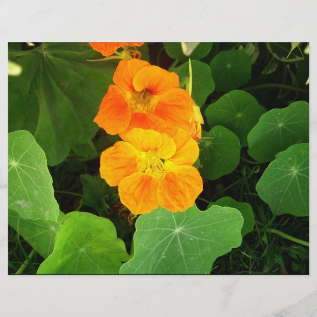 オレンジの花 (正面)