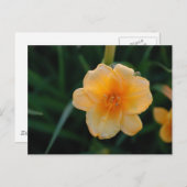 オレンジの花 ポストカード (正面/裏面)