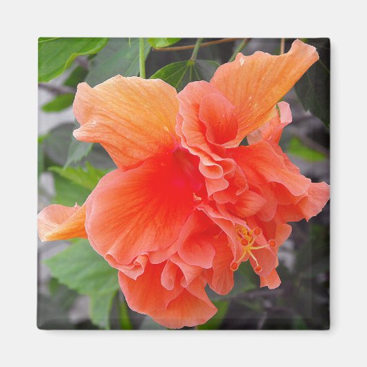 オレンジの花 マグネット (正面)