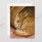 オレンジの虎猫がハンパーで眠っている ポストカード (正面/裏面)