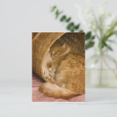 オレンジの虎猫がハンパーで眠っている ポストカード (スタンド正面)