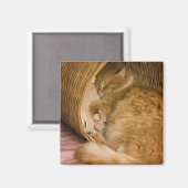 オレンジの虎猫がハンパーで眠っている マグネット (正面/裏面)