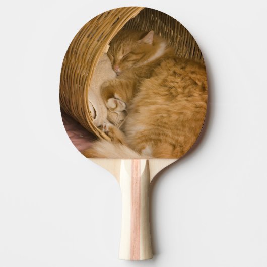 オレンジの虎猫がハンパーで眠っている 卓球ラケット (正面)