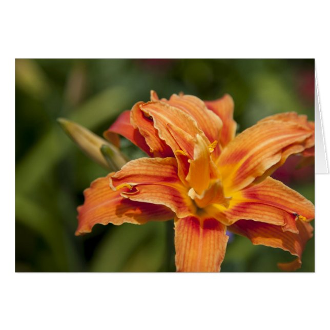 オレンジの輝き (正面横)