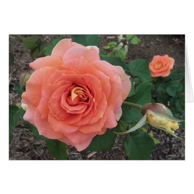 オレンジは上がりました (正面横)