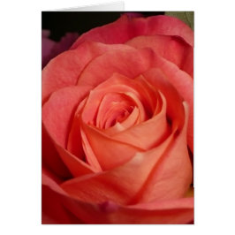 オレンジは上がりました