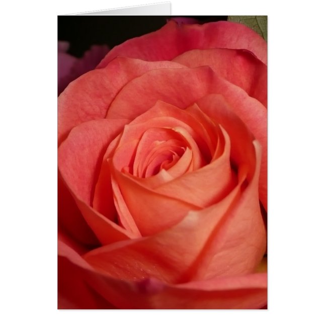 オレンジは上がりました (正面)