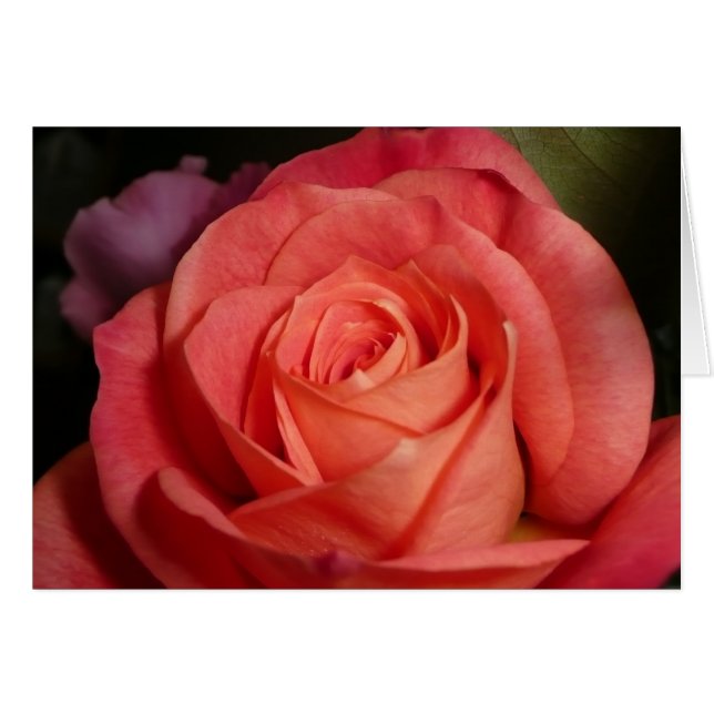 オレンジは上がりました (正面横)