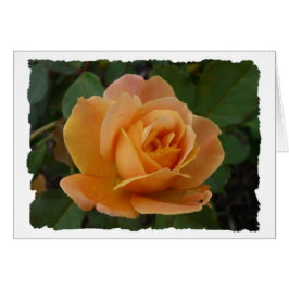 オレンジは上がりました