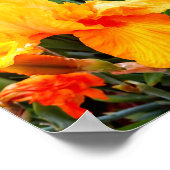 オレンジひげ虹彩 ポスター (角)