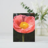 オレンジアイスランドポピーII ポストカード (スタンド正面)