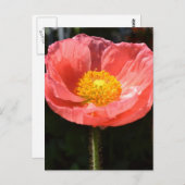 オレンジアイスランドポピーII ポストカード (正面/裏面)