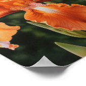 オレンジアイリスフラワーアートプリントポスター ポスター (角)