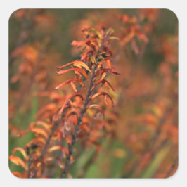 オレンジアガベの畑 スクエアシール