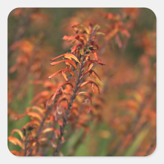 オレンジアガベの畑 スクエアシール (正面)