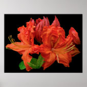 オレンジアザレア ポスター (正面)