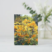 オレンジアザレア ポストカード (スタンド正面)