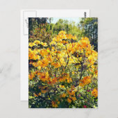 オレンジアザレア ポストカード (正面/裏面)