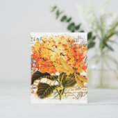 オレンジアジサイ (スタンド正面)