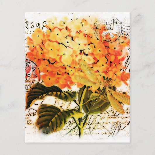 オレンジアジサイ (正面)