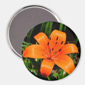 オレンジアジ鮮やかアユリ磁石 マグネット (正面/裏面)