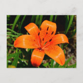 オレンジアジ鮮やかアユリ花 ポストカード (正面)