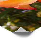 オレンジイエローレッドローズバラ花フローラポスター ポスター (角)