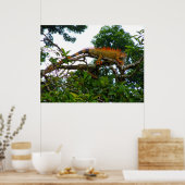 オレンジイグアナ ポスター (キッチン)