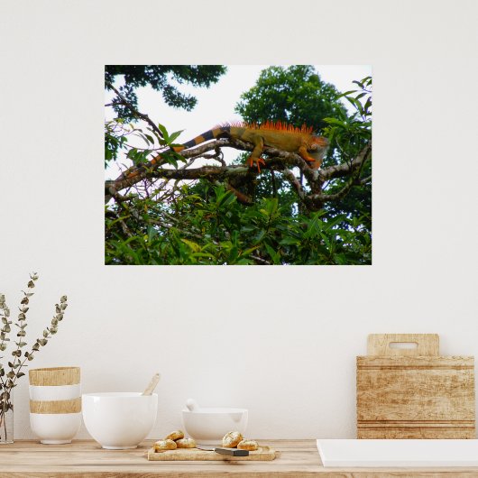 オレンジイグアナ ポスター (キッチン)