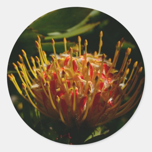 オレンジエキゾチックのサボテンの花 ラウンドシール (正面)