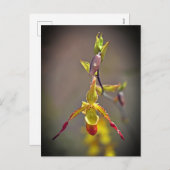 オレンジエレガント色イエローオーキッド植物花 シーズンポストカード (正面/裏面)