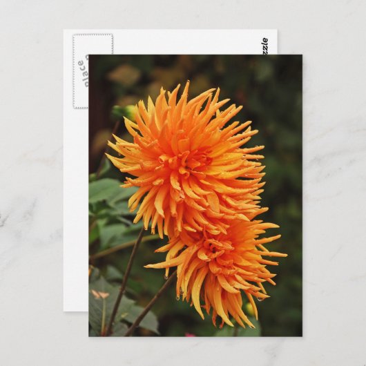 オレンジオータムダリア花はがき ポストカード (正面/裏面)