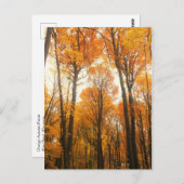 オレンジオータムフォレスト ポストカード (正面/裏面)