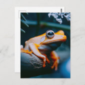 オレンジカエル ポストカード (正面/裏面)