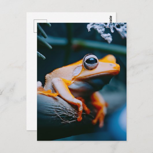 オレンジカエル ポストカード (正面/裏面)