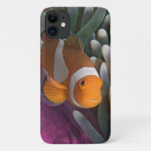 オレンジカクレクマノミ Case-Mate iPhoneケース (裏面)