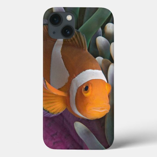 オレンジカクレクマノミ Case-Mate iPhoneケース (裏面)