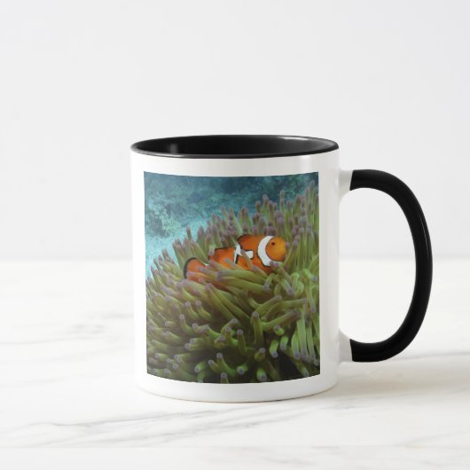 オレンジカッコウハゼ(Amphiprion ocellaris) マグカップ (右)
