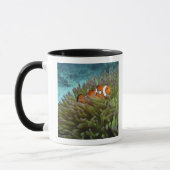 オレンジカッコウハゼ(Amphiprion ocellaris) マグカップ (左)