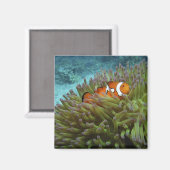 オレンジカッコウハゼ(Amphiprion ocellaris) マグネット (正面/裏面)