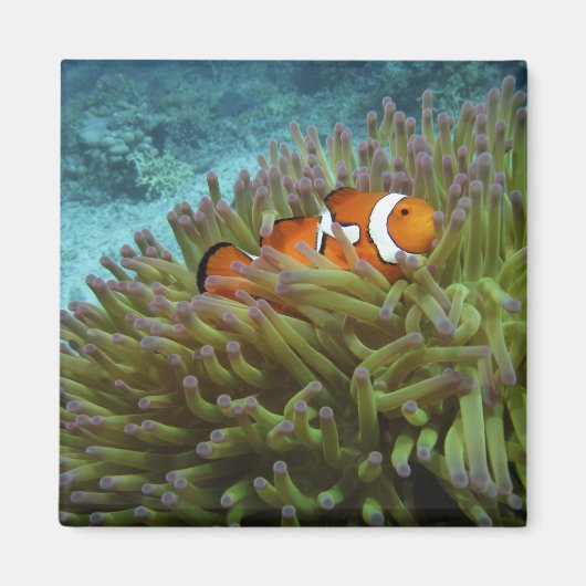 オレンジカッコウハゼ(Amphiprion ocellaris) マグネット (正面)