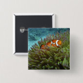 オレンジカッコウハゼ(Amphiprion ocellaris) 缶バッジ (正面&裏面)