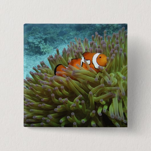 オレンジカッコウハゼ(Amphiprion ocellaris) 缶バッジ (正面)