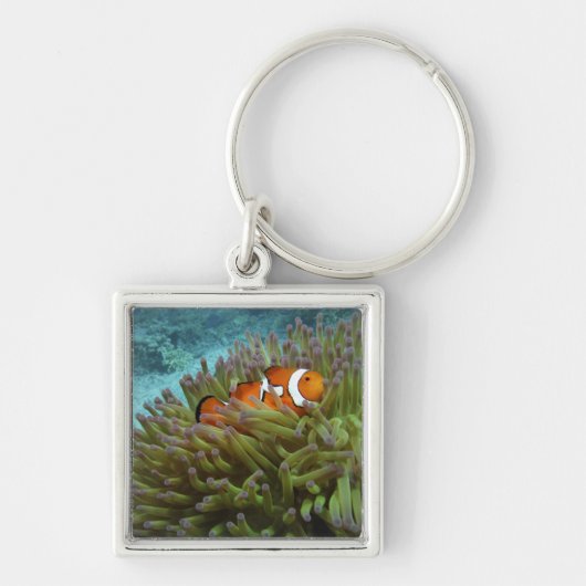 オレンジカッショクニモ(Amphiprion ocellaris) キーホルダー (正面)